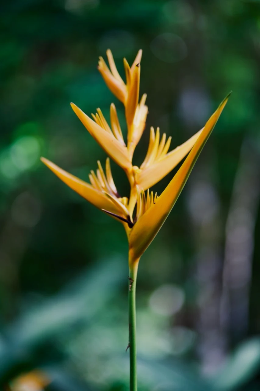 Fleur d’héliconia jaune sur un fond végétal sombre