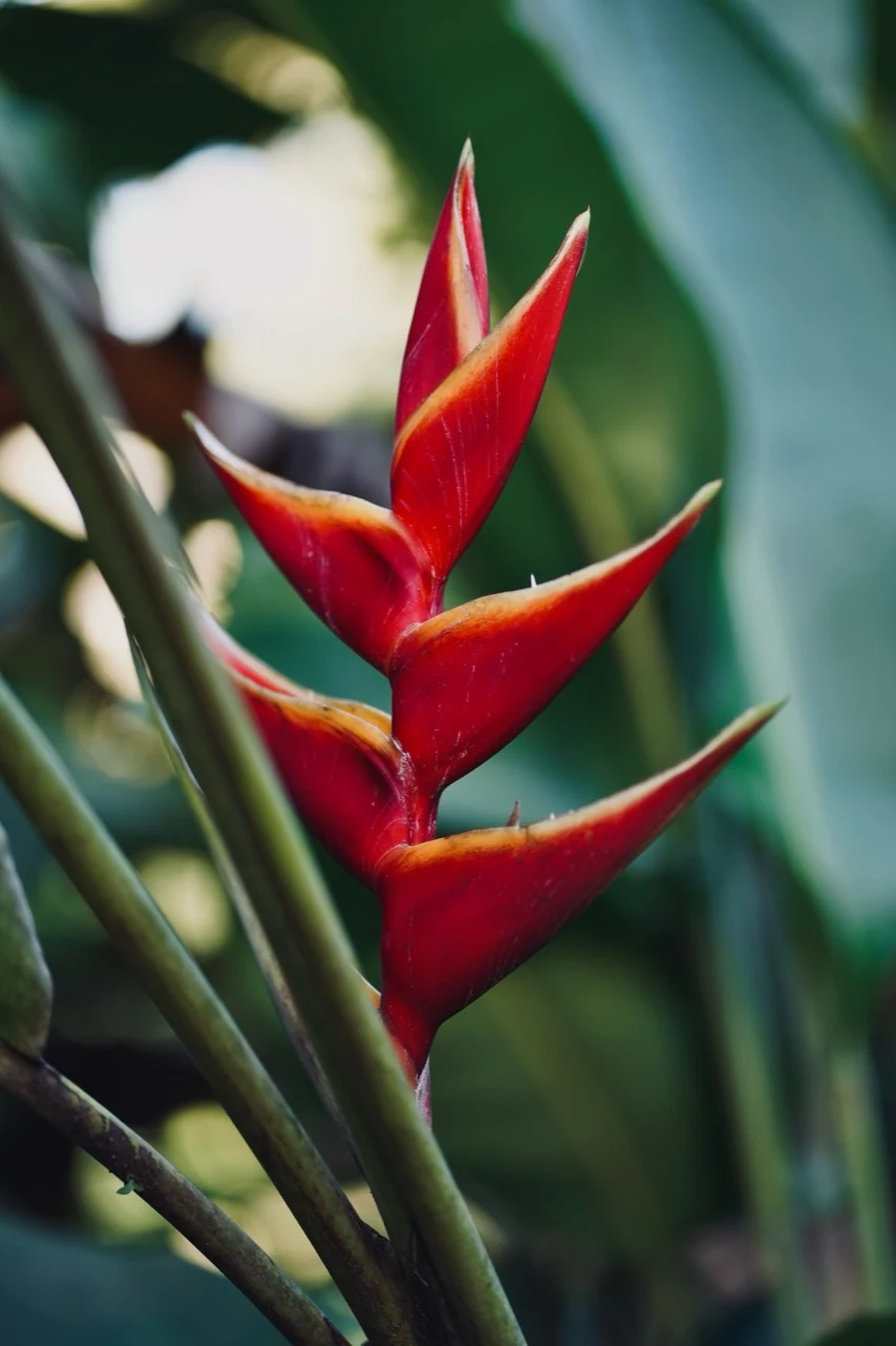 Fleur d’héliconia rouge au cœur d’un feuillage tropical