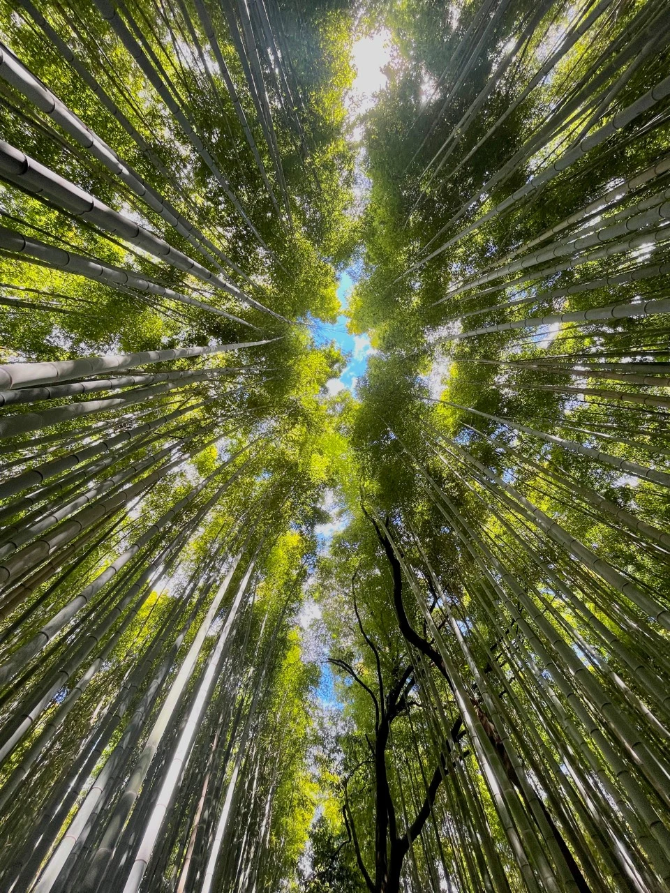 Bambous photographiés en contre-plongée vers une ouverture de ciel