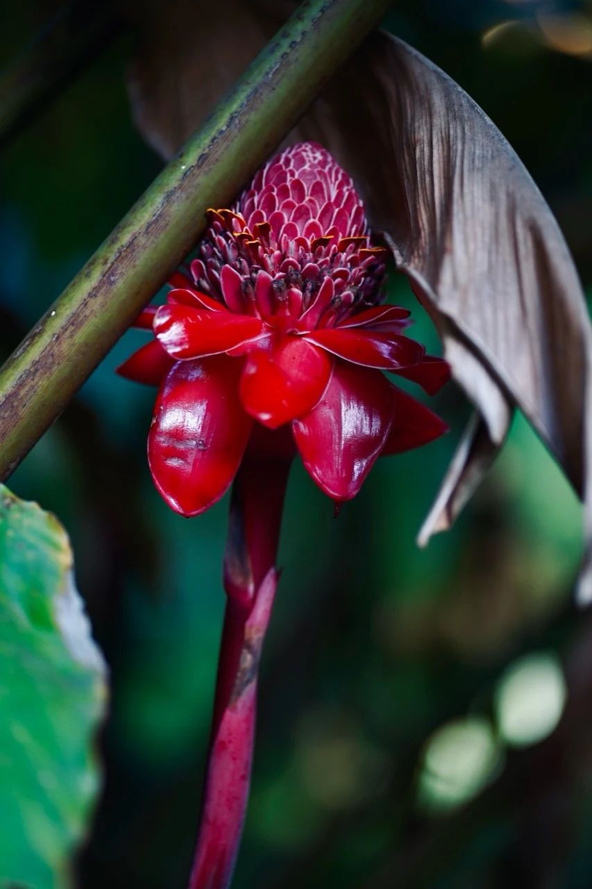 Fleur tropicale rouge brillante dans un feuillage sombre