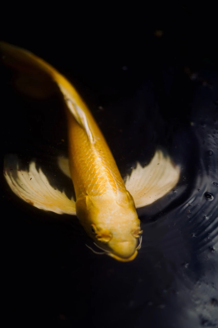 Carpe koi dorée nageant dans une eau noire
