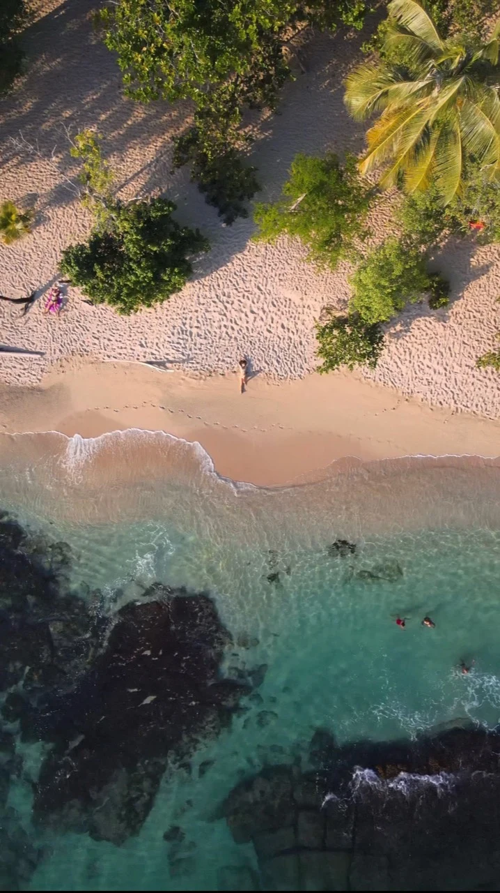 Vue aérienne verticale d’une plage bordée de palmiers